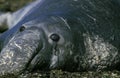 Southern Elephant Seal, mirounga leonina, Portrait of Male, California Royalty Free Stock Photo