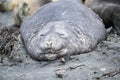 Southern Elephant Seal - Mirounga leonina - resting on beach in South Georgia