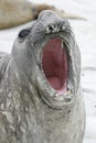 Southern elephant seal, Mirounga leonina, Royalty Free Stock Photo