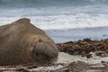 Southern Elephant Seal on Sea Lion Island Royalty Free Stock Photo