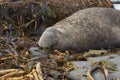 Southern Elephant Seal on Sea Lion Island Royalty Free Stock Photo