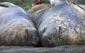 Southern Elephant Seal, Zuidelijke Zeeolifant, Mirounga leonina Royalty Free Stock Photo