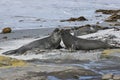 Southern elephant seals