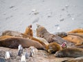 Southern elephant seals and gentoo penguin chicks at Hannah Point, Livingston Island, South Shetland Islands, Antarctica Royalty Free Stock Photo