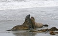 Southern elephant seals (Mirounga leonina) Royalty Free Stock Photo