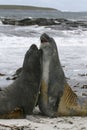 Southern elephant seals (Mirounga leonina)