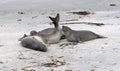 Southern elephant seals (Mirounga leonina) Royalty Free Stock Photo