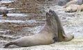 Southern elephant seals (Mirounga leonina) Royalty Free Stock Photo