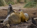 Southern Elephant Seals Mirounga leonina - Falkland Islands Royalty Free Stock Photo