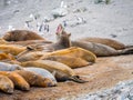 Southern elephant seals, Mirounga leonina, at Hannah Point, Livingston Island, South Shetland Islands, Antarctica Royalty Free Stock Photo