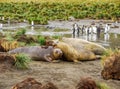 Southern elephant seals molting on South Georgia Island. Royalty Free Stock Photo