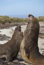 Southern Elephant Seals (Mirounga leonina) fighting Royalty Free Stock Photo