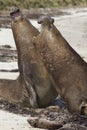 Southern Elephant Seals (Mirounga leonina) fighting Royalty Free Stock Photo