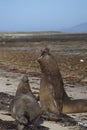 Southern Elephant Seals (Mirounga leonina) fighting Royalty Free Stock Photo