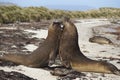 Southern Elephant Seals (Mirounga leonina) fighting Royalty Free Stock Photo