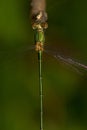 Southern Emerald Damselfly (Lestes barbarus) Royalty Free Stock Photo