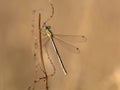 Southern emerald damselfly Royalty Free Stock Photo