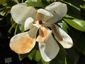 Southern or evergreen magnolia Magnolia grandiflora `Goliath`, Bull-bay, Big-laurel, Large-flower magnolia, GrossblÃÂ¼tige Royalty Free Stock Photo