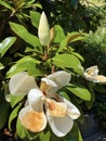 Southern or evergreen magnolia Magnolia grandiflora `Goliath`, Bull-bay, Big-laurel, Large-flower magnolia, GrossblÃÂ¼tige Royalty Free Stock Photo