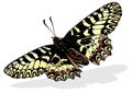 Southern Festoon Butterfly