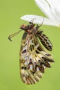 Southern Festoon butterfly - Zerynthia polyxena Royalty Free Stock Photo