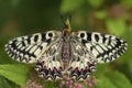 Southern Festoon butterfly - Zerynthia polyxena Royalty Free Stock Photo