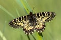 Southern festoon butterfly