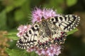 Southern Festoon butterfly - Zerynthia polyxena Royalty Free Stock Photo