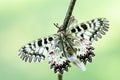 Southern Festoon butterfly - Zerynthia polyxena Royalty Free Stock Photo