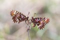 Southern festoon (Zerynthia polyxena) butterfly Royalty Free Stock Photo