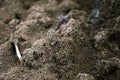 Southern fire ant colony. Closeup of big ant hills. Red ant mounds and fire ant roaming and working Royalty Free Stock Photo