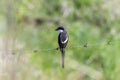 A southern fiscal bird, Lanius collaris, perched on a wire in South Africa Royalty Free Stock Photo