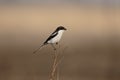 Southern Fiscal shrike, Lanius collaris Royalty Free Stock Photo