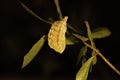 southern flannel moth, Megalopyge opercularis