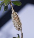 southern flannel moth, Megalopyge opercularis