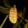 Southern flannel moth puss caterpillar