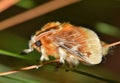 Southern Flannel moth roosting in a tree.