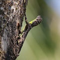 Southern flying lizard (Draco dussumieri)