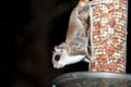 Southern Flying Squirrel Royalty Free Stock Photo