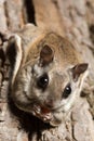 Southern Flying Squirrel Royalty Free Stock Photo