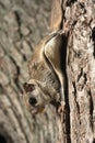 Southern Flying Squirrel Royalty Free Stock Photo