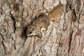 Southern Flying Squirrel Royalty Free Stock Photo