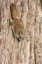 Southern Flying Squirrel Royalty Free Stock Photo