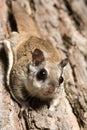 Southern Flying Squirrel Royalty Free Stock Photo