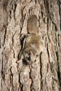 Southern Flying Squirrel Royalty Free Stock Photo