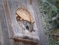 Southern flying squirrel Glaucomys volans looking cute while peeking out of the opening of a screech owl nesting box Royalty Free Stock Photo