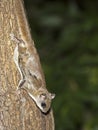 Southern Flying Squirrel Royalty Free Stock Photo