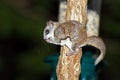 Southern Flying Squirrel Royalty Free Stock Photo