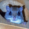 Southern flying squirrel (Glaucomys volans) aka assapan peeking out of a screech owl box Royalty Free Stock Photo