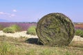 France, landscapes of Provence: Harvest lavender fields